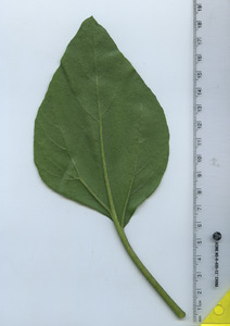 leafbottom