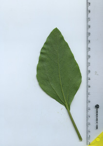 leafbottom