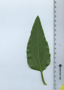 leafbottom