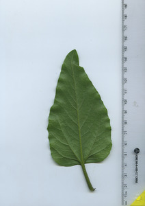 leafbottom