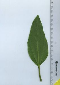 leafbottom
