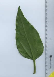 leafbottom