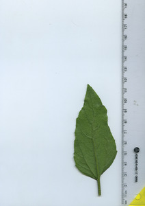 leafbottom