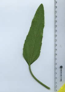 leafbottom
