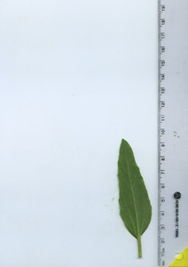 leafbottom