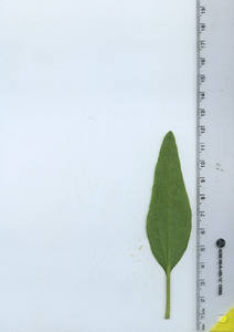 leafbottom