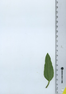 leafbottom