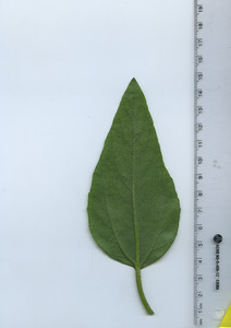 leafbottom