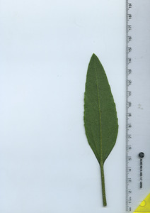 leafbottom