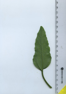 leafbottom