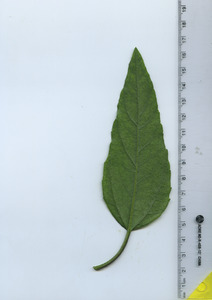 leafbottom