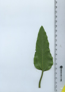 leafbottom