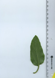 leafbottom
