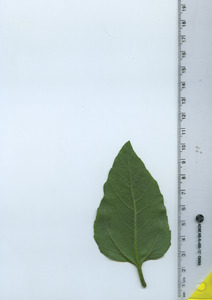 leafbottom