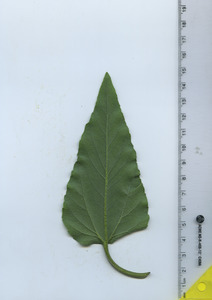 leafbottom