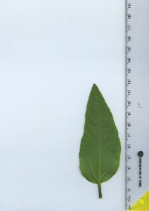 leafbottom