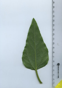 leafbottom