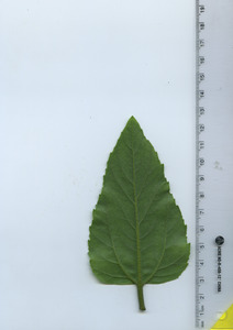 leafbottom