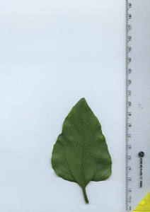leafbottom