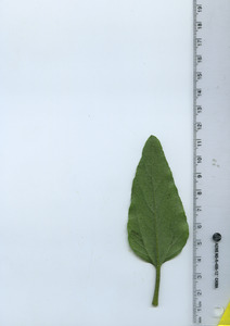 leafbottom