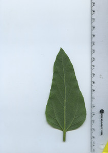 leafbottom