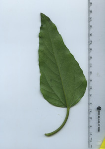 leafbottom