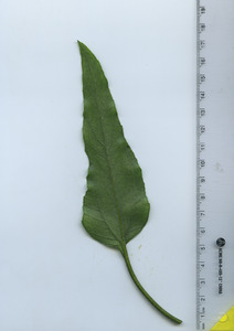 leafbottom