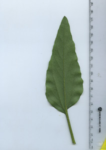 leafbottom