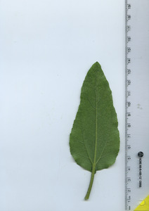leafbottom