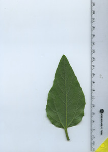 leafbottom