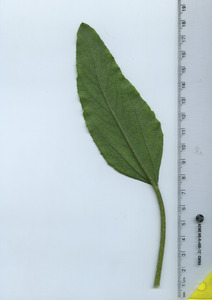 leafbottom