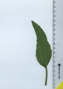 leafbottom