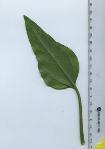 leafbottom