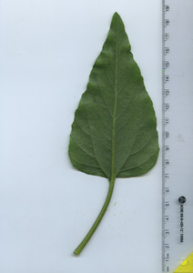leafbottom