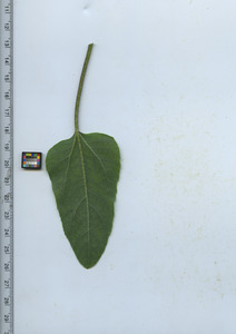 leafbottom