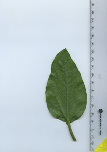 leafbottom