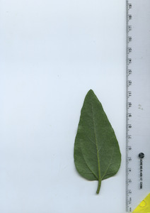 leafbottom