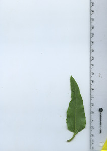 leafbottom