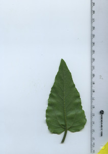 leafbottom
