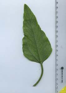 leafbottom