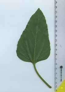 leafbottom