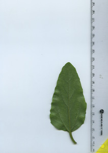 leafbottom