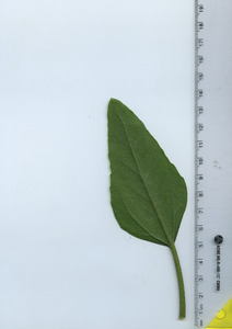 leafbottom