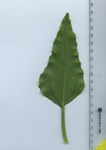 leafbottom