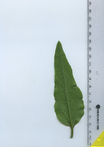 leafbottom