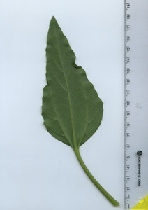leafbottom