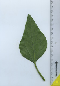 leafbottom