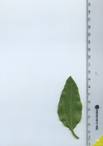 leafbottom