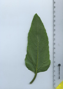 leafbottom