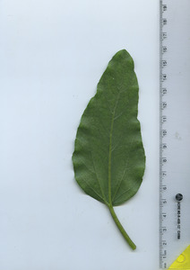 leafbottom